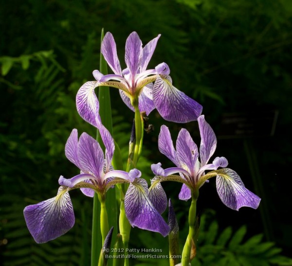 Harlequin Blue Flag Iris - Iris versicolor