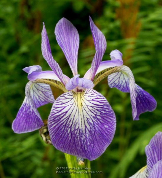 Harlequin Blue Flag Iris - Iris versicolor