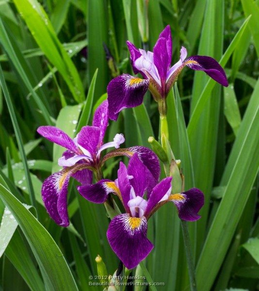John Wood Iris - iris versicolor