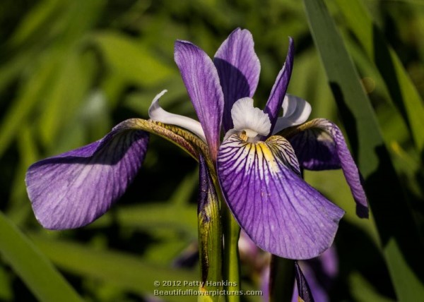 Iris Versicolor - Northern Blue Flag Iris