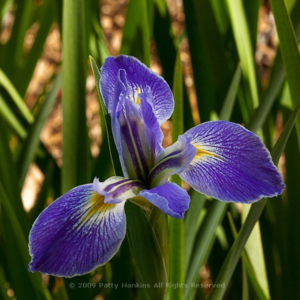 Blue Flag Iris - iris versicolor