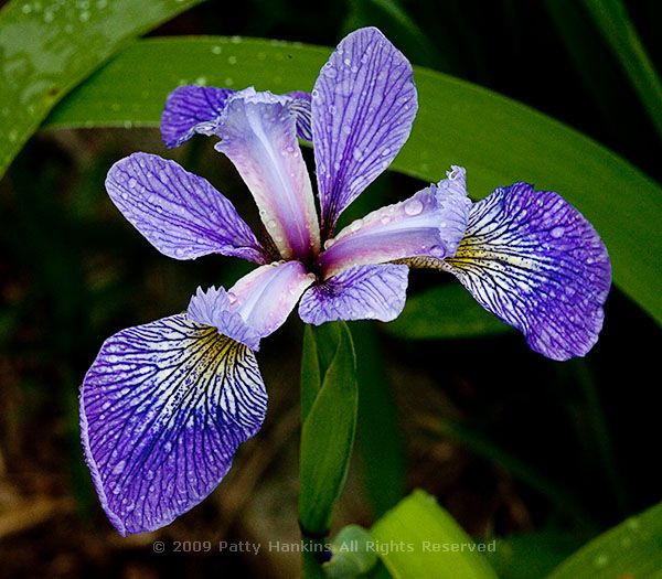 Southern Blue Flag Iris - iris virginica