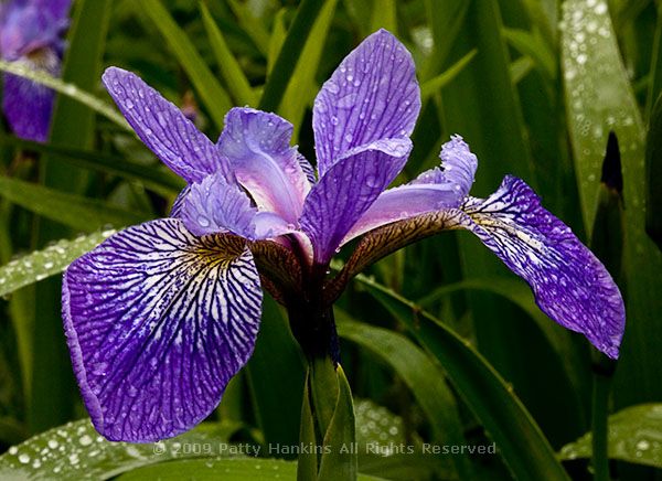 Southern Blue Flag Iris - iris virginica