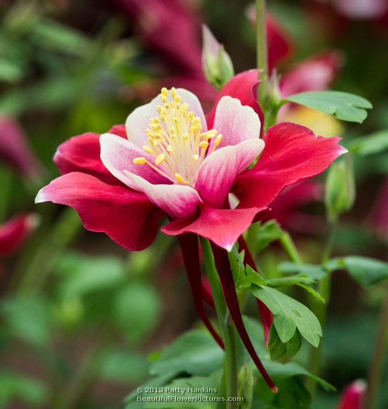 Swan Red & White Columbine :: Beautiful Flower Pictures Blog