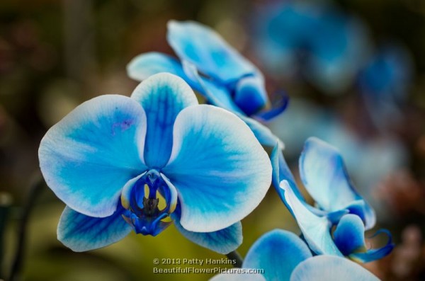 Blue Diamond Colorfuze Orchid