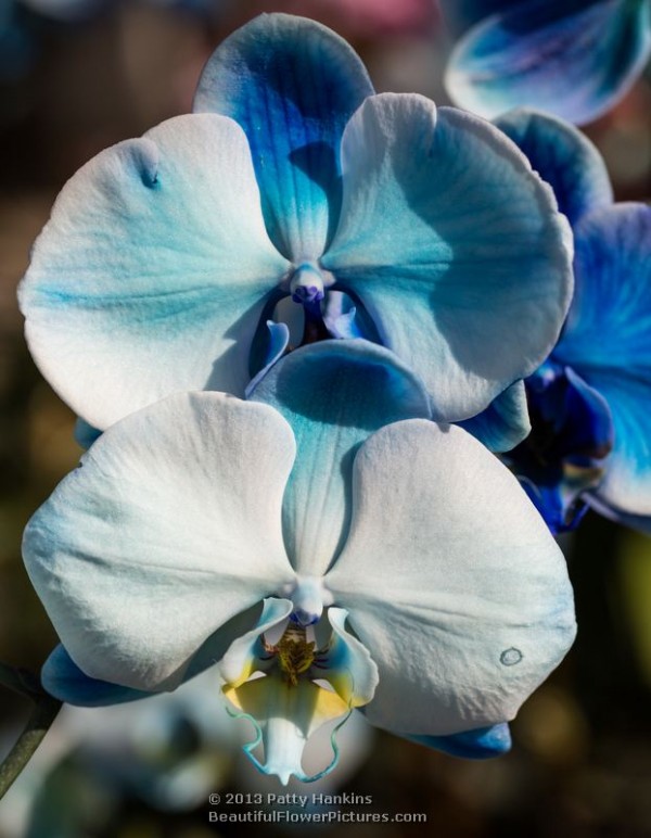 Blue Diamond Colorfuze Orchid