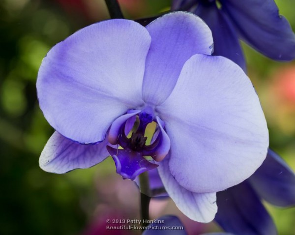 Lavender Mist Colorfuze Orchid