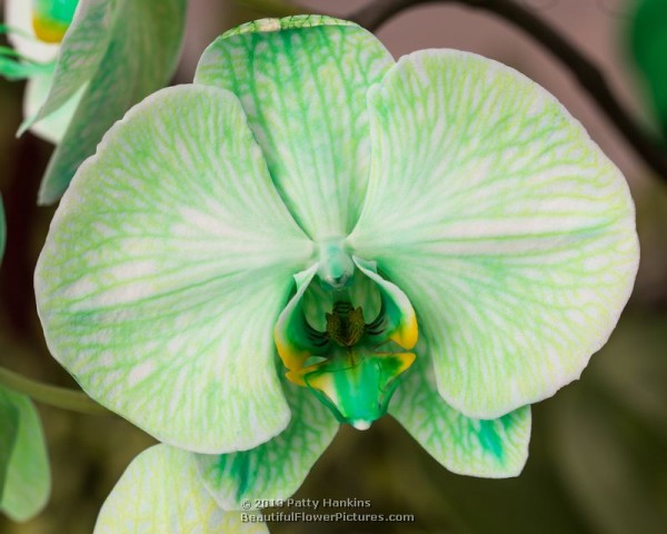 Lime Lights Colorfuze Orchid
