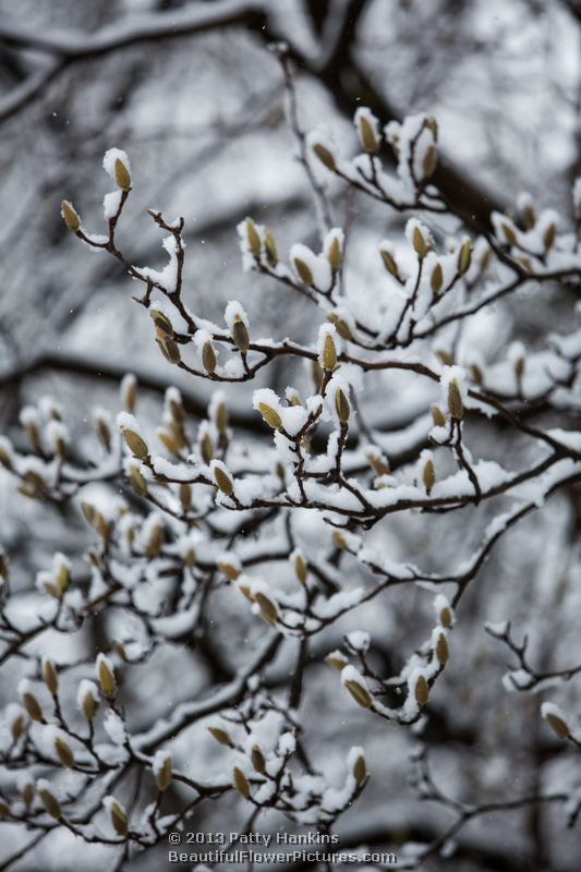 Snow covered magnolia