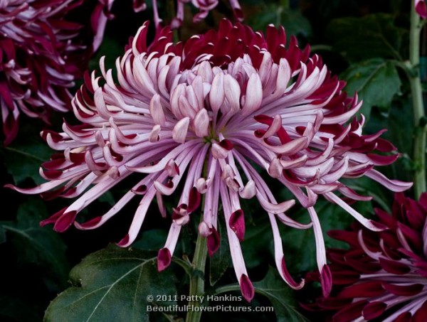 Diana Stokes - a Quill Chrysanthemum