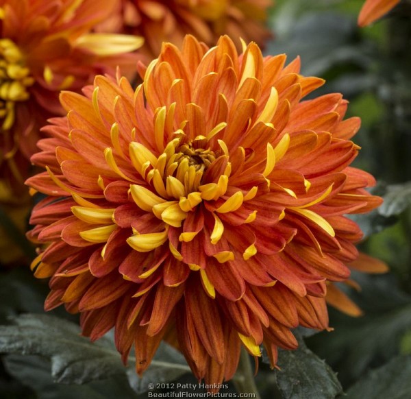 chrysanthemum :: Beautiful Flower Pictures Blog