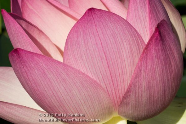 Lotus Blossom © 2012 Patty Hankins