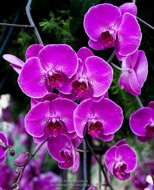 Phalaenopsis Orchid © 2013 Patty Hankins