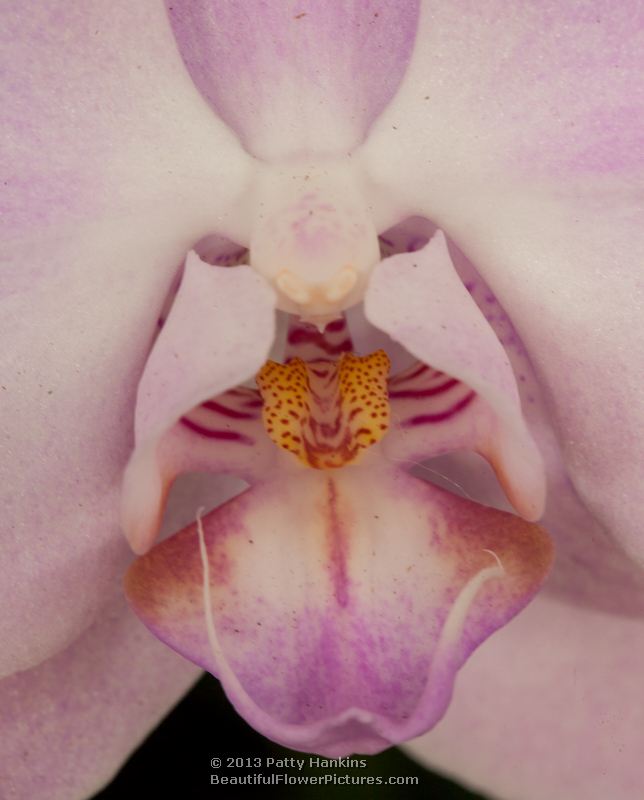 Exotic Lady Phalaenopsis Orchid © 2013 Patty Hankins