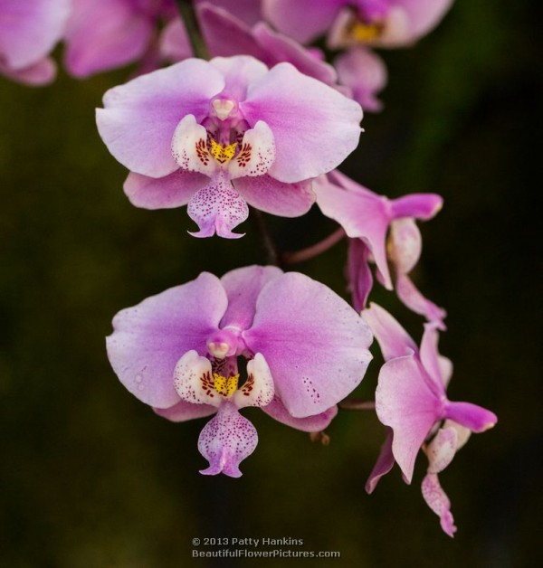 Schillerana Phalaenopsis Orchid © 2013 Patty Hankins