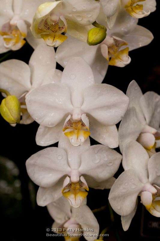 Snowapple Orchid © 2013 Patty Hankins
