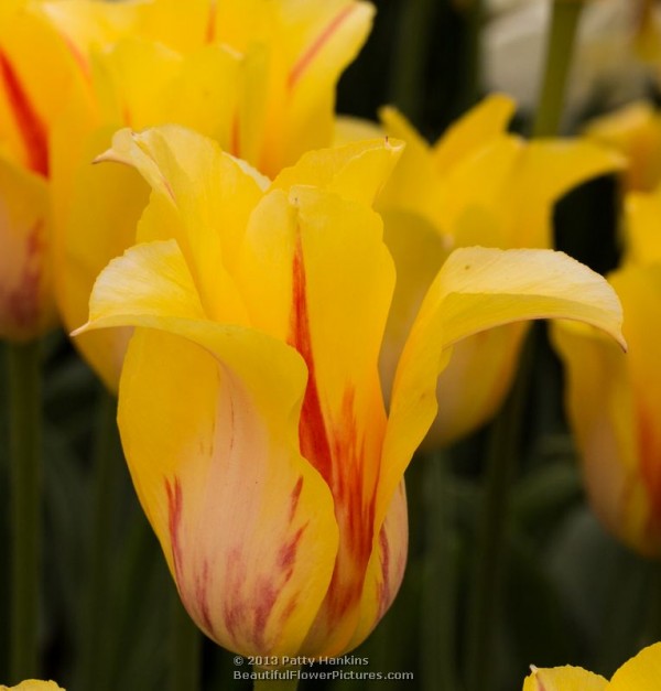 Hocus Pocus Tulip © 2013 Patty Hankins