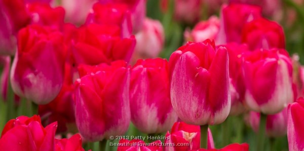 Pink Diamond Tulips © 2013 Patty Hankins