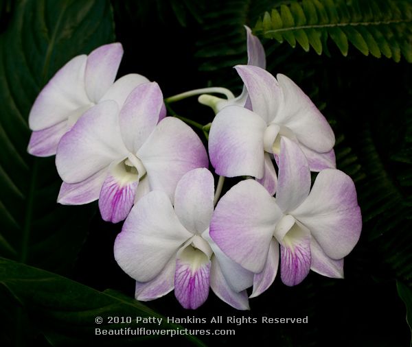 Phalaenopsis Orchid © 2010 Patty Hankins