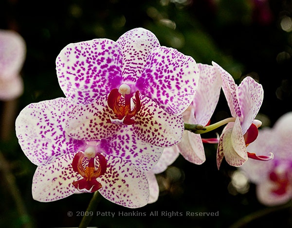 Flare Spots Phalelaenopsis Orchid © 2009 Patty Hankins