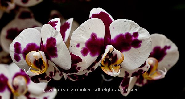 Yu Pin Pearl Phalaenopsis Orchid © 2009 Patty Hankins
