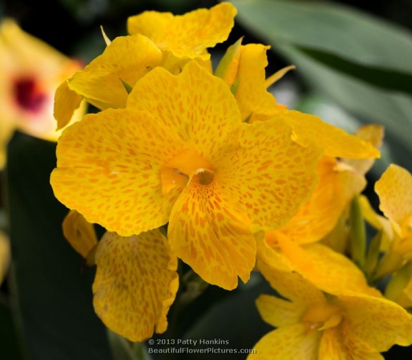 Tropical Yellow Canna © 2013 Patty Hankins