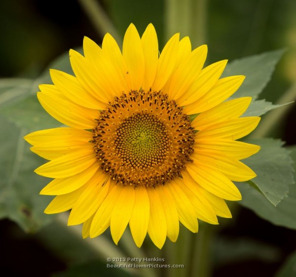 Sunflower © 2013 Patty Hankins