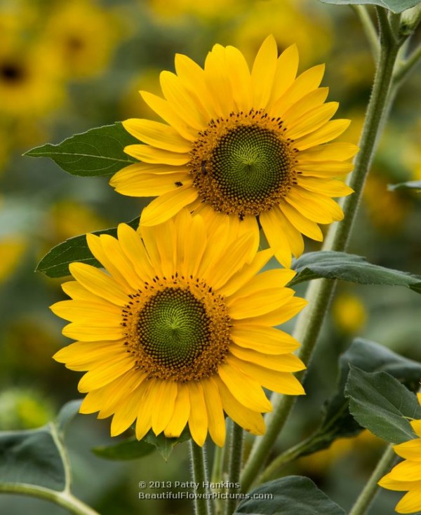 Two Sunflowers © 2013 Patty Hankins