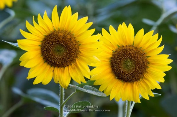 Sunflowers © 2013 Patty Hankins
