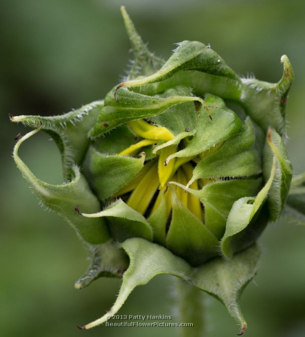 Sunflower Bud © 2013 Patty Hankins