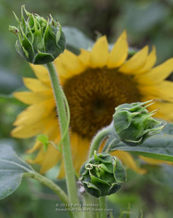 Sunflower Buds © 2013 Patty Hankins