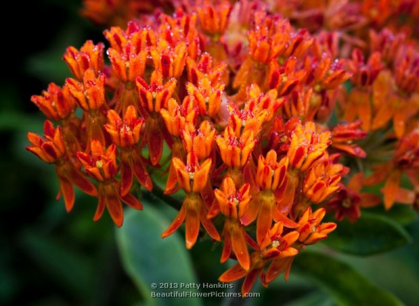 Butterfly Weed © 2013 Patty Hankins 