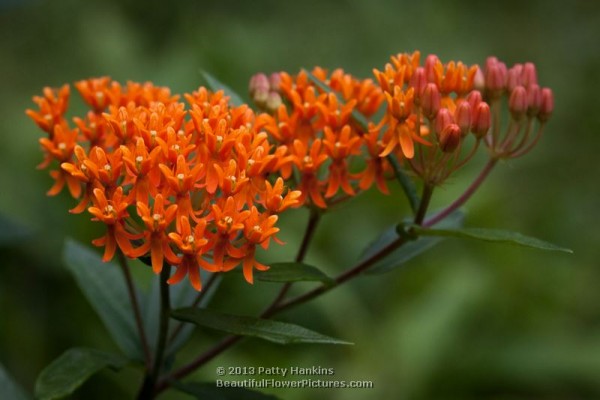 Butterfly Weed © 2013 Patty Hankins 
