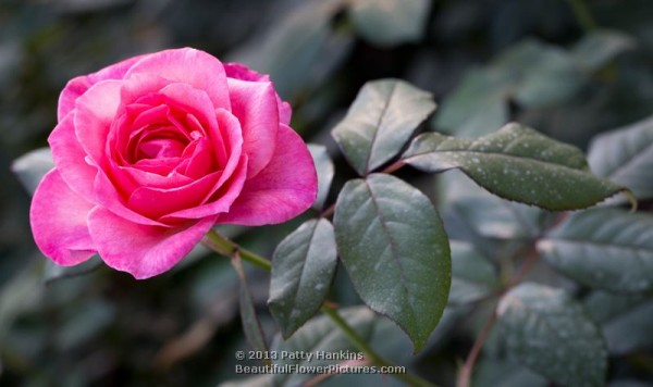 Rose Parade Rose © 2013 Patty Hankins