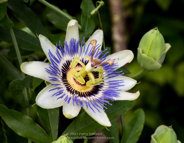 Blue Passion Flower © 2012 Patty Hankins