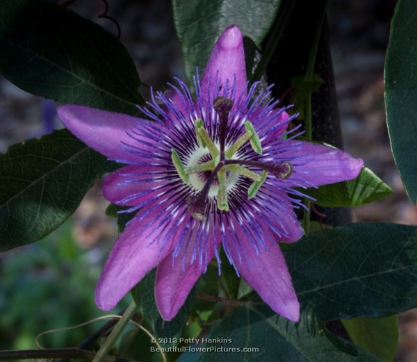 Amethyst Passion Flower © 2013 Patty Hankins