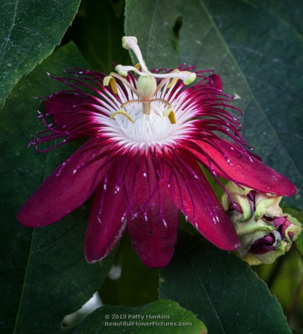 Lady Margaret Passion Flower © 2013 Patty Hankins