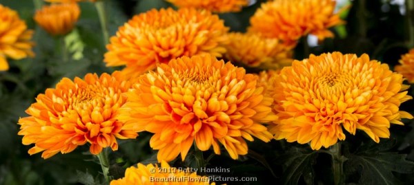 Honey Glow Decorative Chrysanthemums © 2013 Patty Hankins