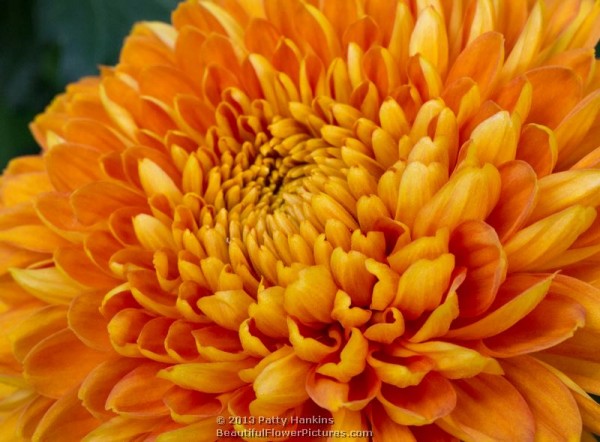 Honey Glow Decorative Chrysanthemum © 2013 Patty Hankins