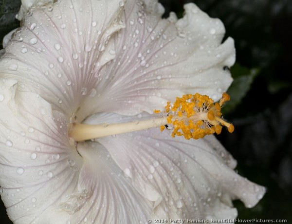 The Pearl  Hibiscus © 2014 Patty Hankins