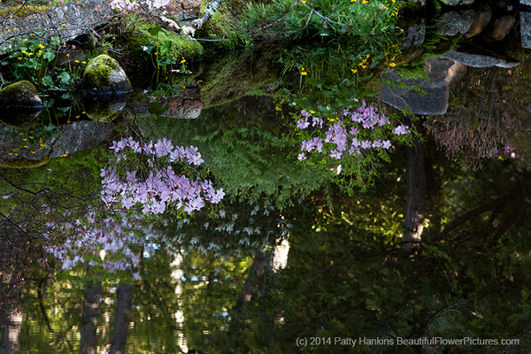 Azaleas Reflections at Asticou Azalea Gardens  © 2014 Patty Hankins