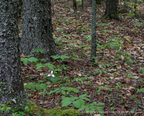 Painted Trillium in the Woods © 2014 Patty Hankins