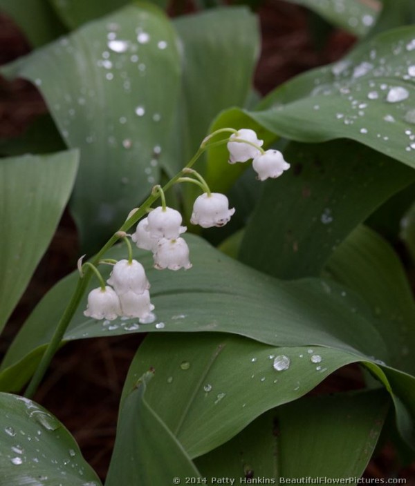 Lily of the Valley © 2014 Patty Hankins