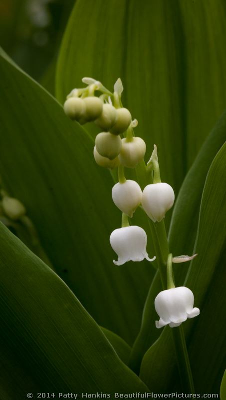 Lily of the Valley © 2014 Patty Hankins
