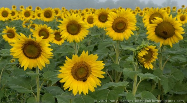 Sunflower © 2014 Patty Hankins