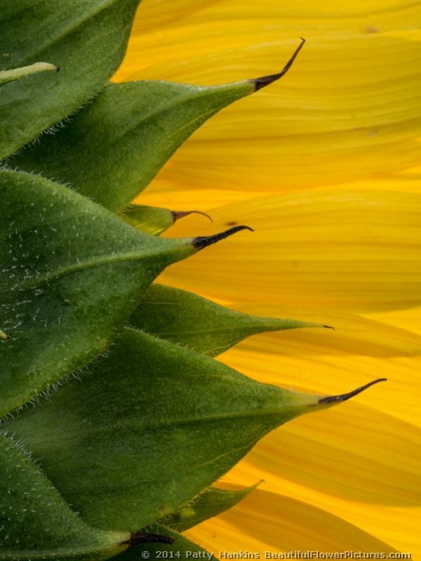 Sunflower © 2014 Patty Hankins