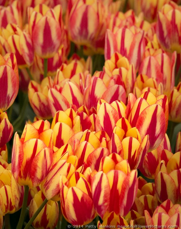 Antoinette Tulips © 2014 Patty Hankins