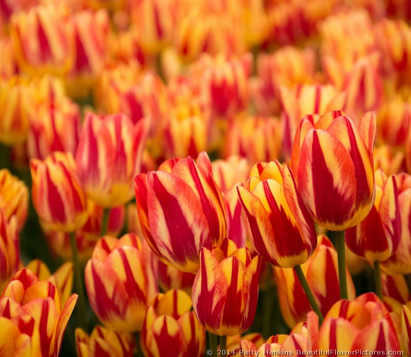 Antoinette Tulips © 2014 Patty Hankins