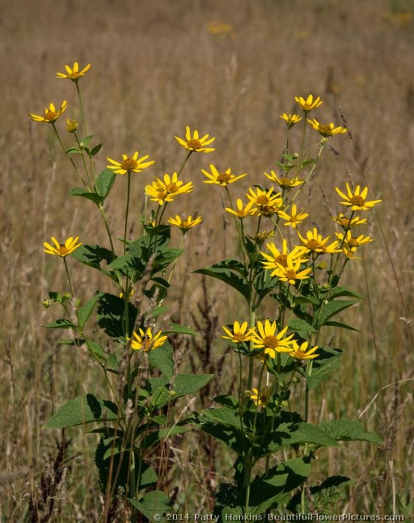 Ox-Eye Sunflower - Heliopsis helianthoides