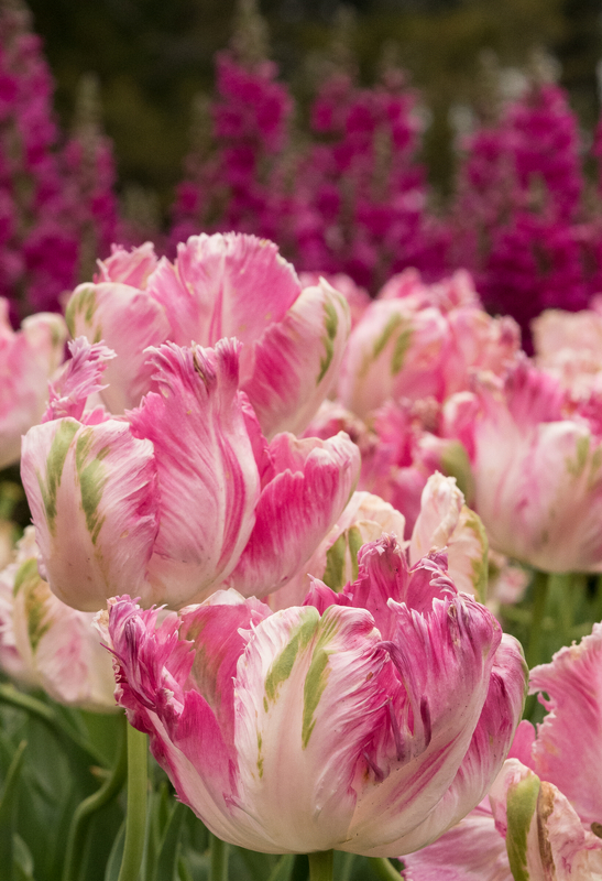 Fantasy Tulips © 2014 Patty Hankins